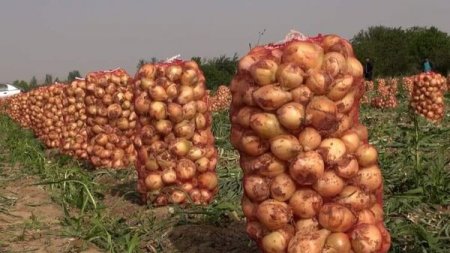Хатлон. Дар майдони беш аз 9 ҳазору 900 гектар пиёз кишт шудааст