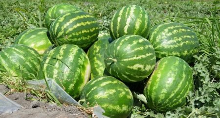 ДӮСТӢ. ҶАМЪОВАРИИ ТАРБУЗ ОҒОЗ ШУД