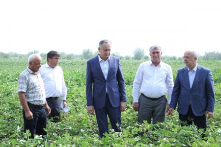 ЁВОН: БОЗДИДИ РАИСИ ВИЛОЯТ АЗ ПАРВАРИШ ВА НАШЪУНАМОИ ПАХТА ДАР ЗАМИНҲОИ КИШОВАРЗИИ ҶДММ «КИШОВАРЗИ АСИЛ»