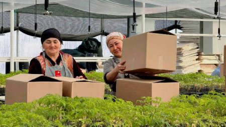 БО ЗАМИН ҲАМНАФАС, БО ЗАҲМАТ САРБАЛАНД