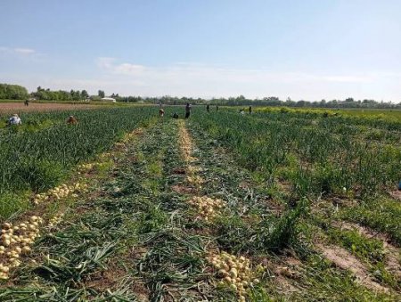 ҶАЙҲУН. ҶАМЪОВАРИИ ПИЁЗИ БАРВАҚТӢ ОҒОЗ ШУД